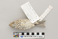 Carpodacus purpureus image