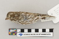 Carpodacus purpureus image