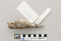 Carpodacus purpureus image