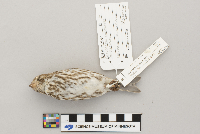 Carpodacus purpureus image