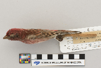 Carpodacus purpureus image