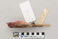 Carpodacus purpureus image