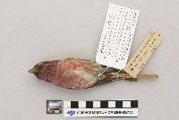 Carpodacus purpureus image