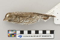 Carpodacus purpureus image