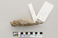 Carpodacus purpureus image