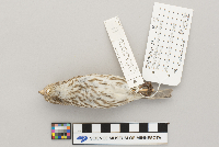 Carpodacus purpureus image