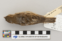 Passer domesticus image