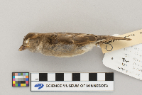 Passer domesticus image