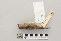 Passer domesticus image