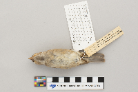 Passer domesticus image