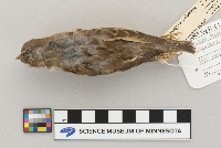 Passer domesticus image