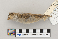 Passer domesticus image