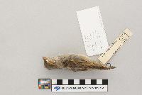 Passer domesticus image