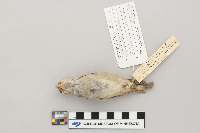 Passer domesticus image