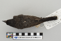 Tyrannus tyrannus image