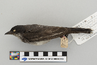 Tyrannus tyrannus image