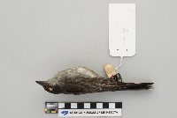 Tyrannus tyrannus image