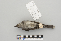 Tyrannus tyrannus image