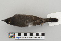 Tyrannus tyrannus image