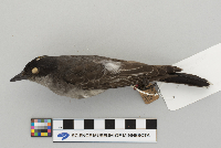 Tyrannus tyrannus image