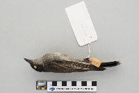 Tyrannus tyrannus image