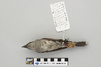 Tyrannus tyrannus image