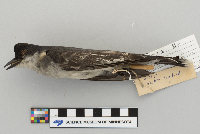Tyrannus tyrannus image