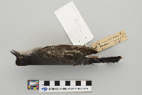 Tyrannus tyrannus image