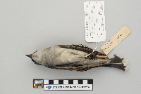Tyrannus tyrannus image