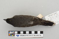 Tyrannus tyrannus image