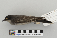 Tyrannus tyrannus image