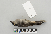 Tyrannus tyrannus image