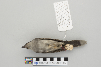 Tyrannus tyrannus image