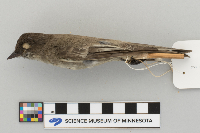 Sayornis phoebe image