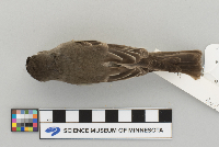 Contopus virens image