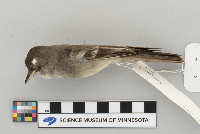 Contopus virens image