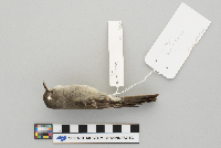 Contopus virens image