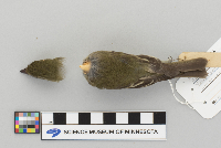 Empidonax flaviventris image