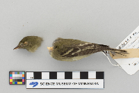 Empidonax flaviventris image