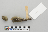 Empidonax flaviventris image