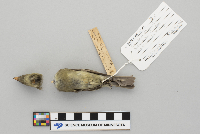 Empidonax flaviventris image