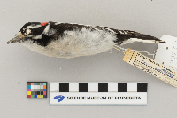 Picoides pubescens image