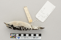 Picoides pubescens image