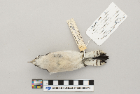 Picoides pubescens image