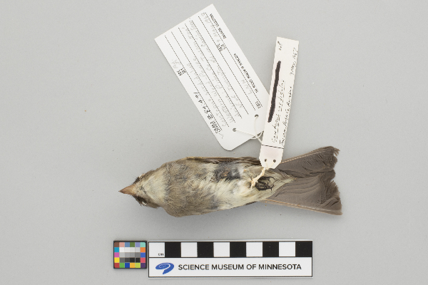 Contopus sordidulus image