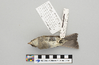 Media resource of Contopus sordidulus