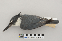 Ceryle alcyon image