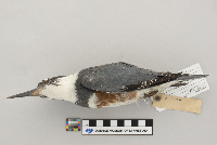 Ceryle alcyon image