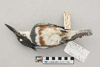 Ceryle alcyon image