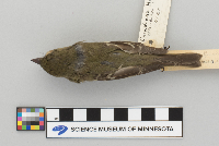 Empidonax flaviventris image